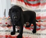 Small Photo #85 Labrador Retriever Puppy For Sale in MERIDEN, KS, USA