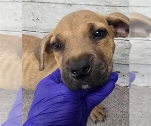 Chihuahua-Unknown Mix Dogs for adoption in San Bernardino, CA, USA