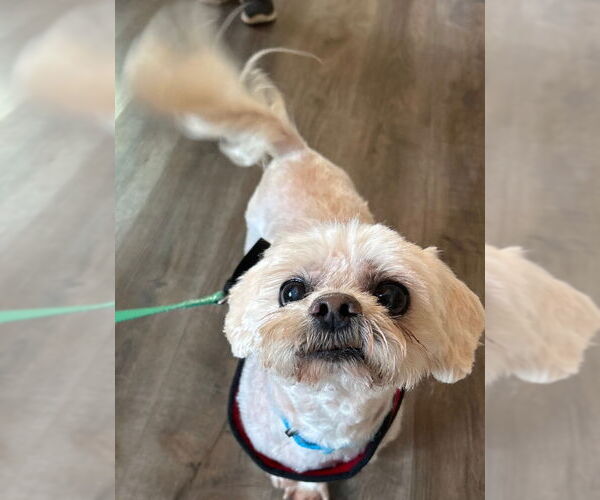 Medium Photo #1 Shih Tzu-Unknown Mix Puppy For Sale in Fairfax, VA, USA