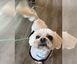 Small Shih Tzu Mix