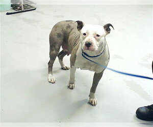 Mutt Dogs for adoption in Fayetteville, NC, USA