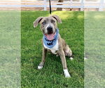Small #15 American Staffordshire Terrier