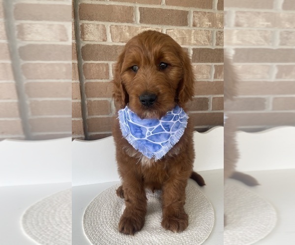 Medium Photo #3 Goldendoodle Puppy For Sale in WOODBURN, IN, USA