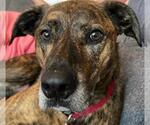 Small Labrador Retriever-Plott Hound Mix