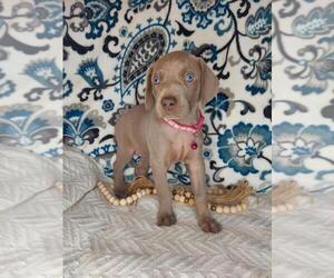 Medium Weimaraner