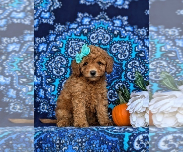 Medium Photo #3 Miniature Labradoodle Puppy For Sale in NOTTINGHAM, PA, USA