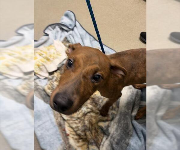 Medium Photo #1 Mutt Puppy For Sale in Las Vegas, NV, USA