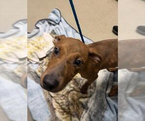 Mutt Dogs for adoption in Las Vegas, NV, USA