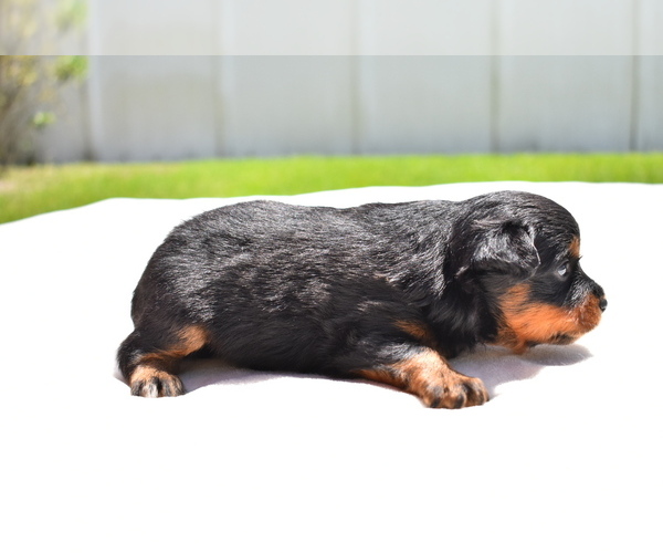 Medium Photo #5 Miniature American Shepherd Puppy For Sale in PALM COAST, FL, USA