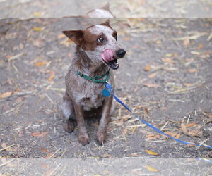 Frankie - Female Mutt Dog for Adoption - Photo #4