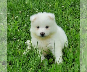 Samoyed Puppy for sale in WITHEE, WI, USA