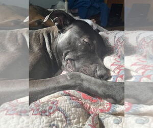 Emmie the Enchanting - Female American Pit Bull Terrier-Labrador Retriever Mix Dog for Adoption - Photo #4