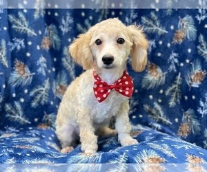 Medium Poodle (Miniature)