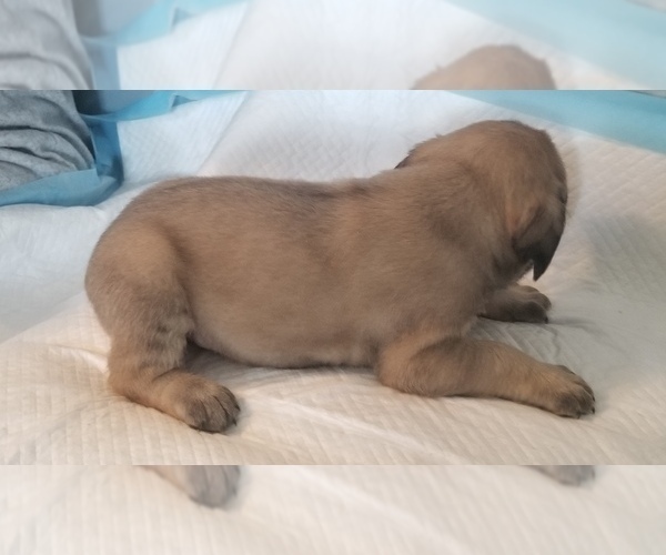 Medium Photo #36 Mastiff Puppy For Sale in FULTON, NY, USA