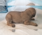 Small Photo #36 Mastiff Puppy For Sale in FULTON, NY, USA