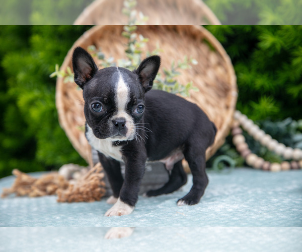 Medium Photo #3 Boston Terrier Puppy For Sale in HARLAN, IN, USA