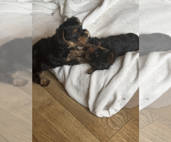 Medium Photo #17 Yorkshire Terrier Puppy For Sale in PALMDALE, CA, USA