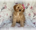 Small Photo #13 Cocker Spaniel-Poodle (Miniature) Mix Puppy For Sale in LAKELAND, FL, USA