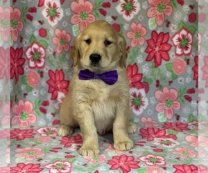 Golden Retriever Puppy for sale in LANCASTER, PA, USA