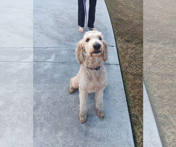 Medium Photo #10 Poodle (Standard) Puppy For Sale in Valrico, FL, USA