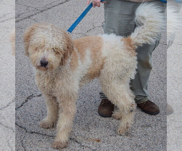Medium Photo #2 Golden Retriever-Unknown Mix Puppy For Sale in Huntley, IL, USA