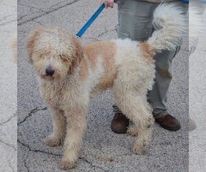 Doug - Male Golden Retriever-Unknown Mix Dog for Adoption - Photo #2
