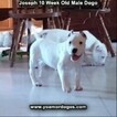Small Photo #98 Dogo Argentino Puppy For Sale in PINEVILLE, MO, USA