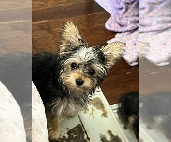Medium Photo #6 Yorkshire Terrier Puppy For Sale in KELLER, TX, USA