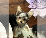 Small #5 Yorkshire Terrier