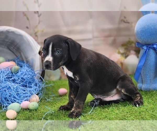 Medium Photo #13 Catahoula Leopard Dog Puppy For Sale in CUMBY, TX, USA