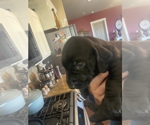 Dachshund-Labrador Retriever Mix Puppy for Sale in MADRAS, Oregon USA