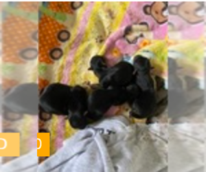 Yorkshire Terrier Puppy for sale in EASTANOLLEE, GA, USA