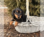 Small #3 Dachshund