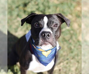 American Staffordshire Terrier Dogs for adoption in San Antonio, TX, USA