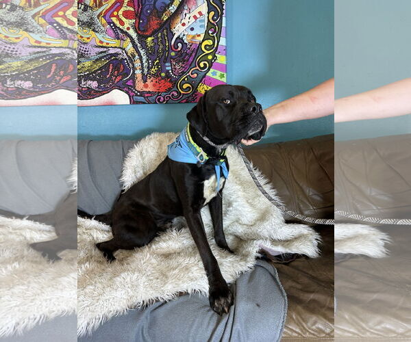 Medium Photo #8 Mastiff Puppy For Sale in Goodyear, AZ, USA