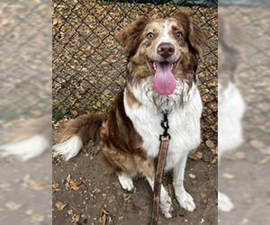 Australian Shepherd Dogs for adoption in Santa Barbara, CA, USA