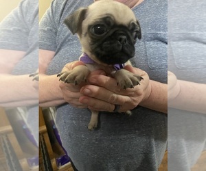 Pug Puppy for sale in ABERDEEN, WA, USA