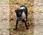 Small Photo #2 Labrador Retriever-Spaniel Mix Puppy For Sale in Coventry, CT, USA