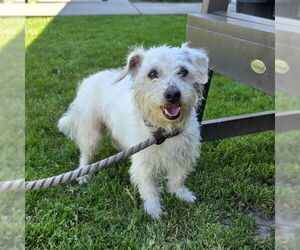 Mutt Dogs for adoption in Long Beach, CA, USA