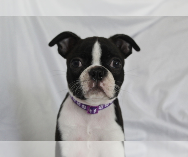 Medium Photo #3 Boston Terrier Puppy For Sale in BROOKSVILLE, FL, USA