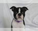 Small #2 Boston Terrier