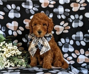 Cavapoo Puppy for sale in CHRISTIANA, PA, USA