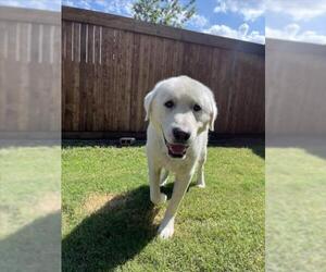 Great Pyrenees-Unknown Mix Dogs for adoption in Plano, TX, USA