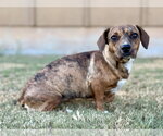 Small #1 Dachshund Mix
