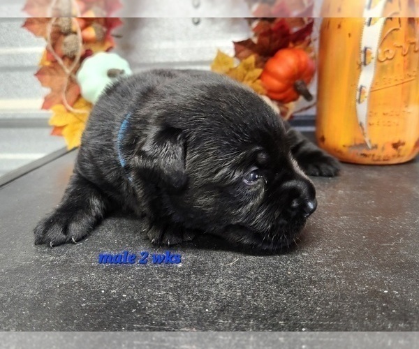 Medium Photo #11 Labrador Retriever Puppy For Sale in EDGEWOOD, TX, USA