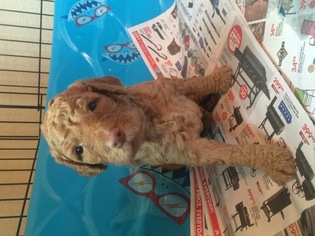 Poodle (Standard) Puppy for sale in WAXAHACHIE, TX, USA