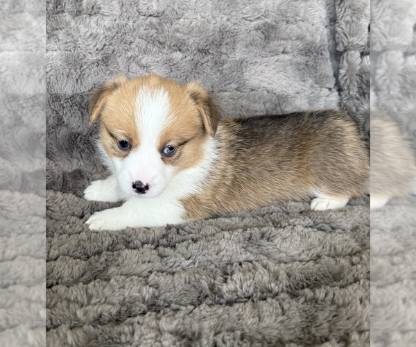 Medium Photo #4 Pembroke Welsh Corgi Puppy For Sale in BAYTOWN, TX, USA