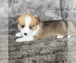Small #2 Pembroke Welsh Corgi