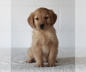 Golden Retriever Puppy for sale in FREDERICKSBURG, OH, USA