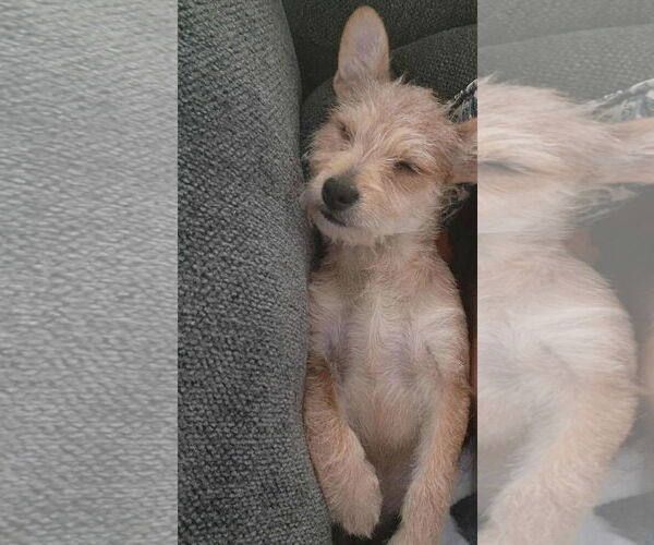 Medium Photo #2 Mutt Puppy For Sale in Visalia, CA, USA